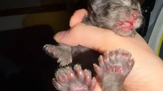 Video thumbnail for Most toes on a cat - 29 on Erebus