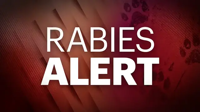 Video thumbnail for Bat tests positive for rabies in Middletown