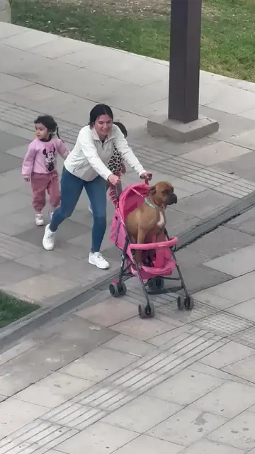 Video thumbnail for Dog Rides Like a Baby in a Pink Stroller