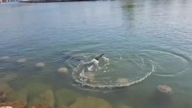 Video thumbnail for South Korea: Giant Shark Swims Into Busan Canal As Thousands Flock To See It.