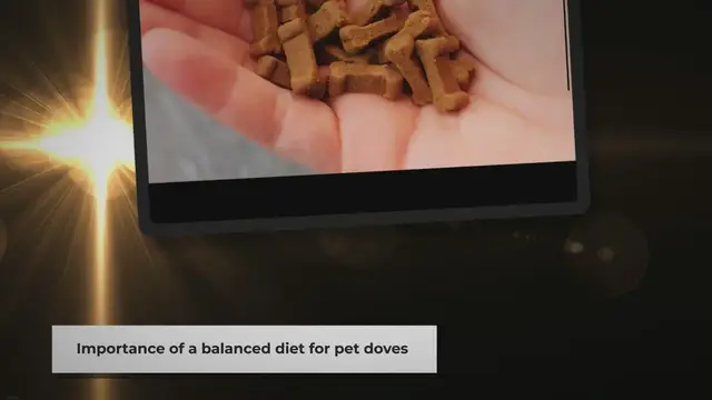 Video thumbnail for What to Feed Your Pet Doves: A Quick Guide