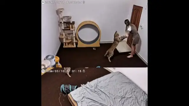 Video thumbnail for Serval’s Surprise Play Sparks Owner’s Livestream Chaos