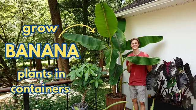 'Video thumbnail for BANANA Plants - Growing Tips in Containers & How to Propagate (Musa & Ensete sp.)'