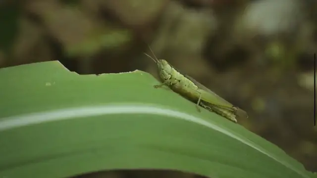 Video thumbnail for Feeding Your Pet Grasshoppers: A Quick Guide