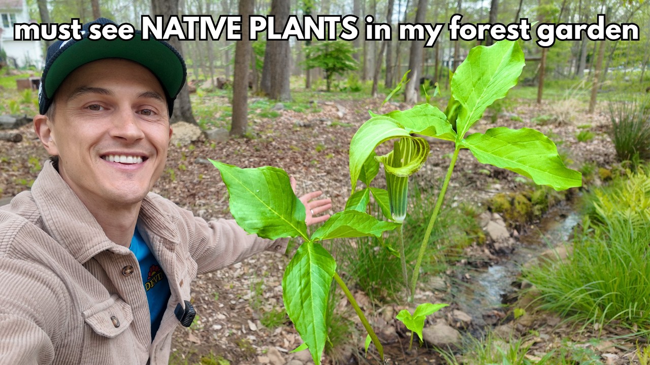 Video thumbnail for Tour of NATIVE PLANTS in my Garden (Eastern Pennsylvania)