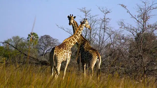 'Video thumbnail for Best Places to View Wildlife'