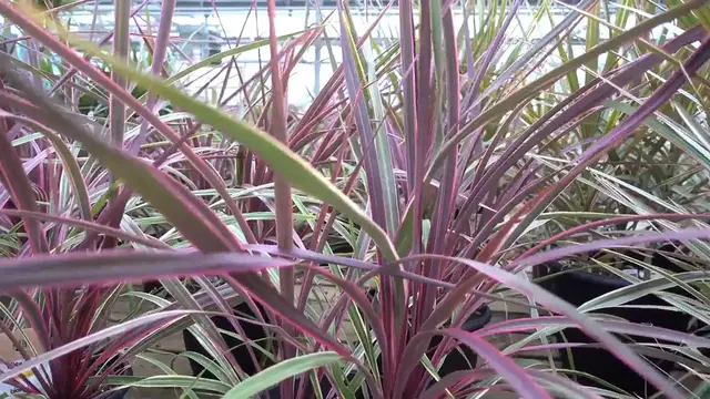 Video thumbnail for Easy Care Indoor Plants Guide