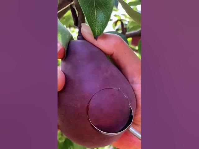 Video thumbnail for Satisfying Fruit Hack: Perfect Melon-Style Scoops from a Pear! 🍐✨