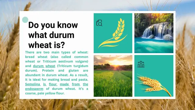 Video thumbnail for Nutritional Value in Durum Wheat