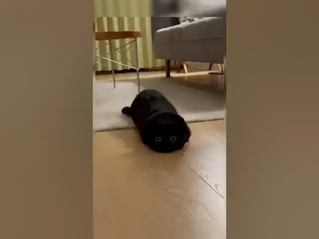 Video thumbnail for kitty 2