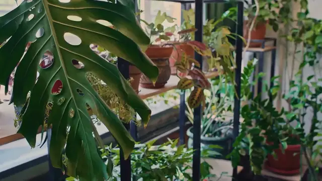 Video thumbnail for Monstera Plant Temperature Tolerance