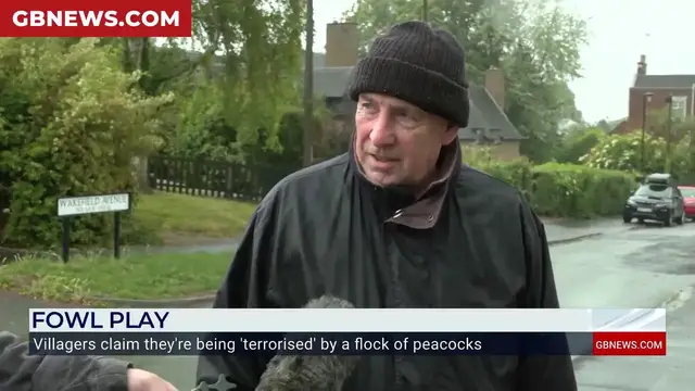 Video thumbnail for WATCH: Jack Carson confronts PEACOCK as wild flock descend on Staffordshire village