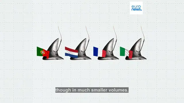 Video thumbnail for Shark fin trade declines in EU as Brussels mulls total ban