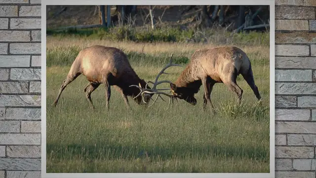 Video thumbnail for Description of Elk : Exploring the Anatomy, Antlers, and Survival Tactics of Elk