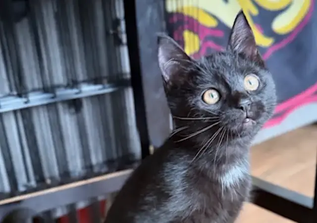 Video thumbnail for Kitten rescued from Marlboro car wash finds forever home