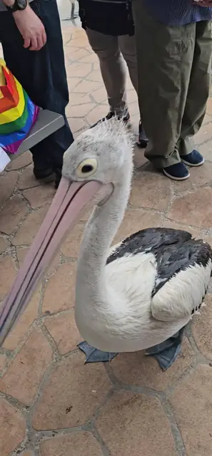 Video thumbnail for Bold Pelican Boss Leads the Feeding Frenzy at the Pier