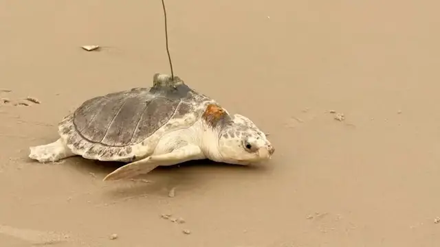 Video thumbnail for Endangered sea turtle rehabilitated and released in Southampton