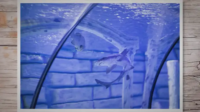 Video thumbnail for Hairline Crack in Fish Tank: A Step-by-Step Guide to Fix