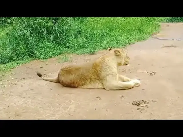 Video thumbnail for African lions