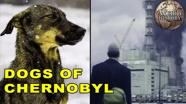 Video thumbnail for All The Dogs Still Living In Chernobyl