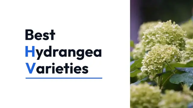 Video thumbnail for Best Hydrangea Varieties for Your Garden