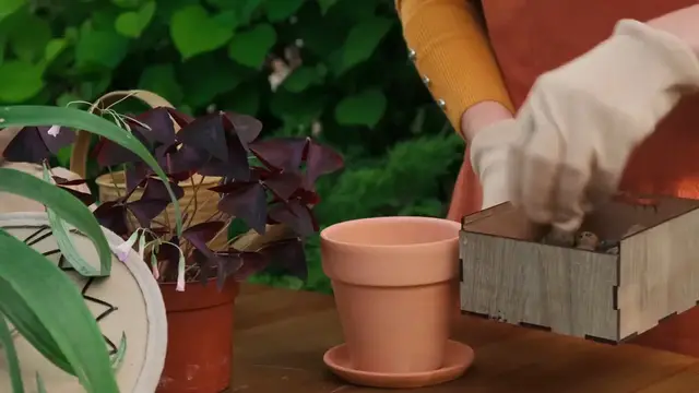 Video thumbnail for How to propagate shrubs