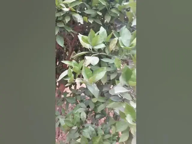 Video thumbnail for مجموعة المناصير نتائج معالجة أشجار الحمضيات الترا بلص