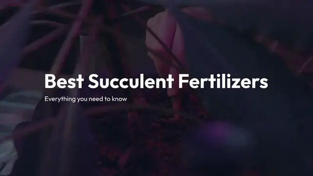 Video thumbnail for Best Succulent Fertilizers: Top Picks for Healthy Growth