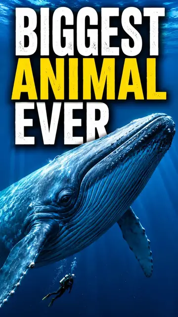 Video thumbnail for Meet the Blue Whale - The Biggest Animal Ever