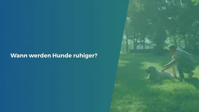 Video thumbnail for Wann werden Hunde ruhiger? (Gründe für Unruhe & 3 Lösungen)