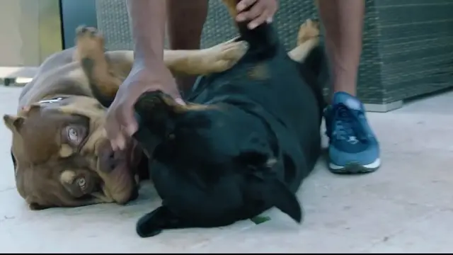 Video thumbnail for LeSean McCoy Talks Super Bowl Memories and Introduces His Dogs