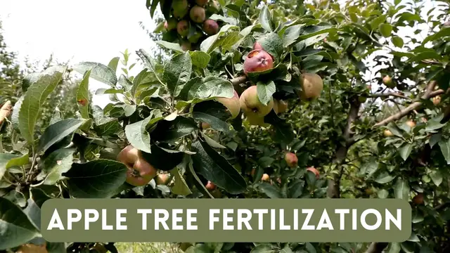 Video thumbnail for Apple Tree Fertilization