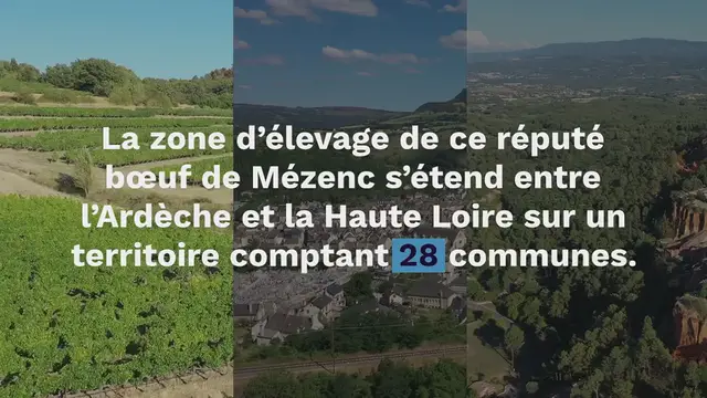 Video thumbnail for Fin Gras du Mézenc, un boeuf savoureux et persillé