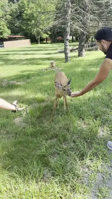 Video thumbnail for Family Hand Feeding a Friendly Deer in Pennsylvania