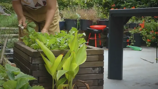 Video thumbnail for Small Space Gardening: A Bounty of Fresh Vegetables in Limited Areas