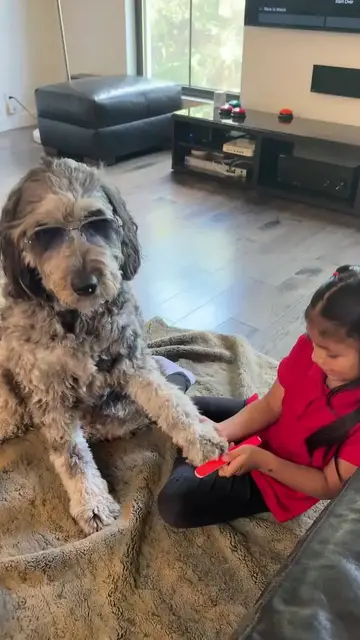 Video thumbnail for Stylish Dog Getting a Paw Manicure from Little Groomer