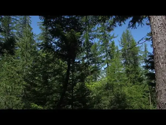 Video thumbnail for Beautiful forest view