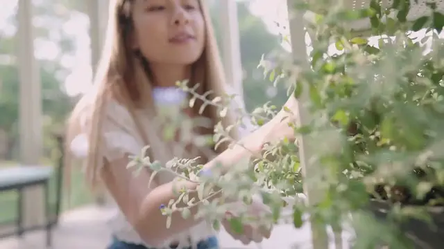 Video thumbnail for Best Indoor Plants for Stress Relief