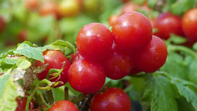 Video thumbnail for Grow Tomatoes in Containers