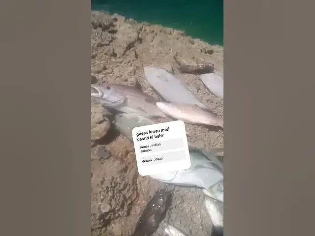 Video thumbnail for french beach report 🐠🐟 #fishing #fishingfun #music #hiphopmusic #fish