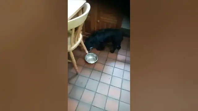 Video thumbnail for Take away tea #dog #woof #puppy