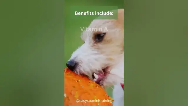 'Video thumbnail for Can dogs eat pumpkin seeds?'