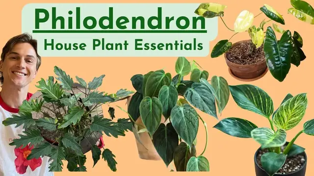 Video thumbnail for Philodendron - Complete Care - Houseplant Basics - How to Grow Well - Low Maintenance