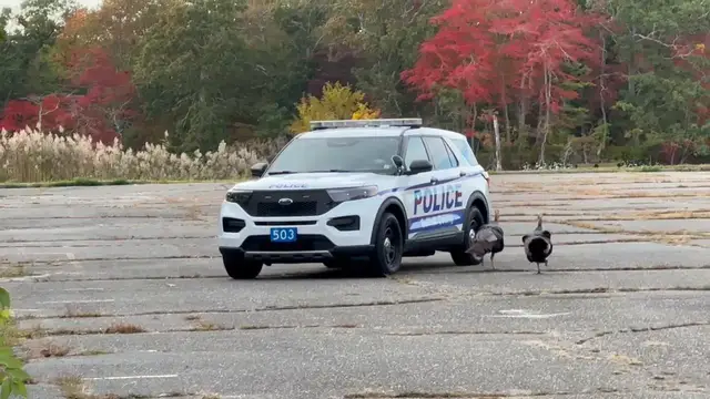 Video thumbnail for Wild Turkeys Chase Police Car