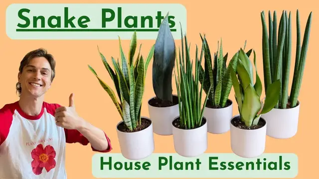 Video thumbnail for Snake Plants - Complete Care - Houseplant Basics - Low Maintenance
