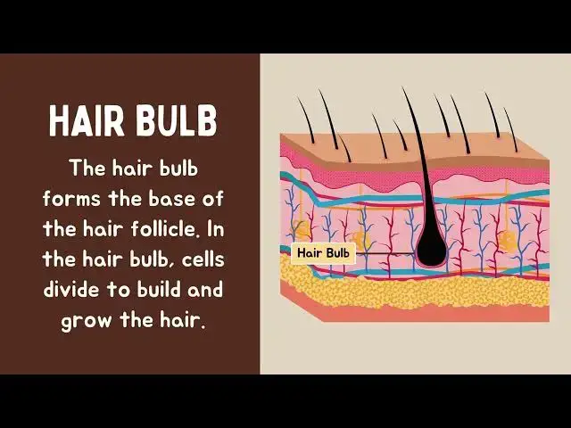 Video thumbnail for Parts of the Skin  | HealthBeautyLondon.com |  You Need to Know This! Dermatology
