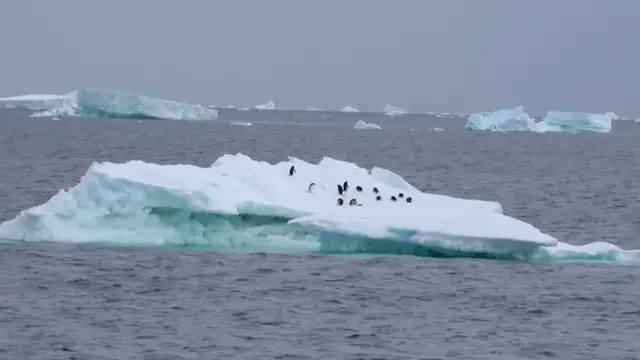 Video thumbnail for Penguins: The Quiet Frontline in the Climate Fight