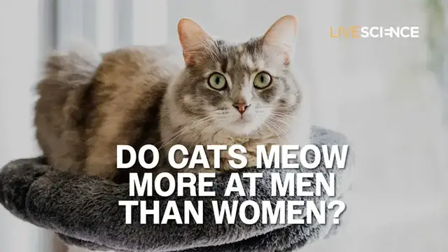 Video thumbnail for Do Cats Meow More At Men Than Women