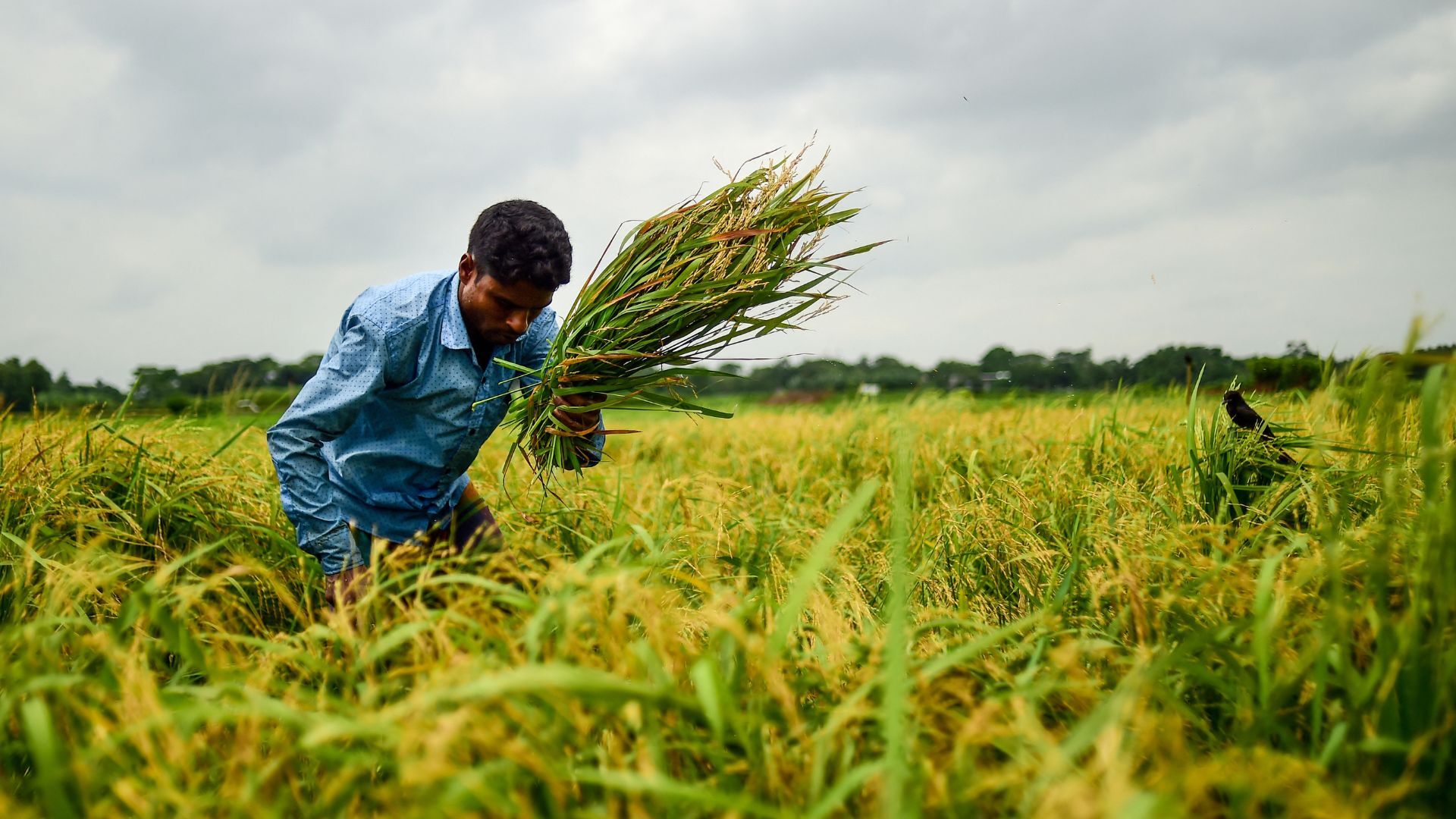 Video thumbnail for Bangladesh farmers risk deadly lightning strikes as climate change intensifies storms