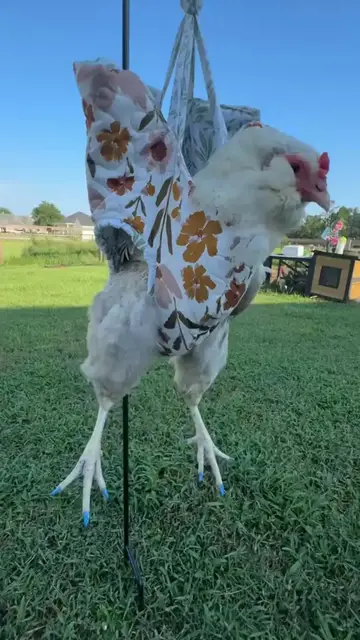 Video thumbnail for Matching Blue Manicures with a Chicken in a Floral Sling